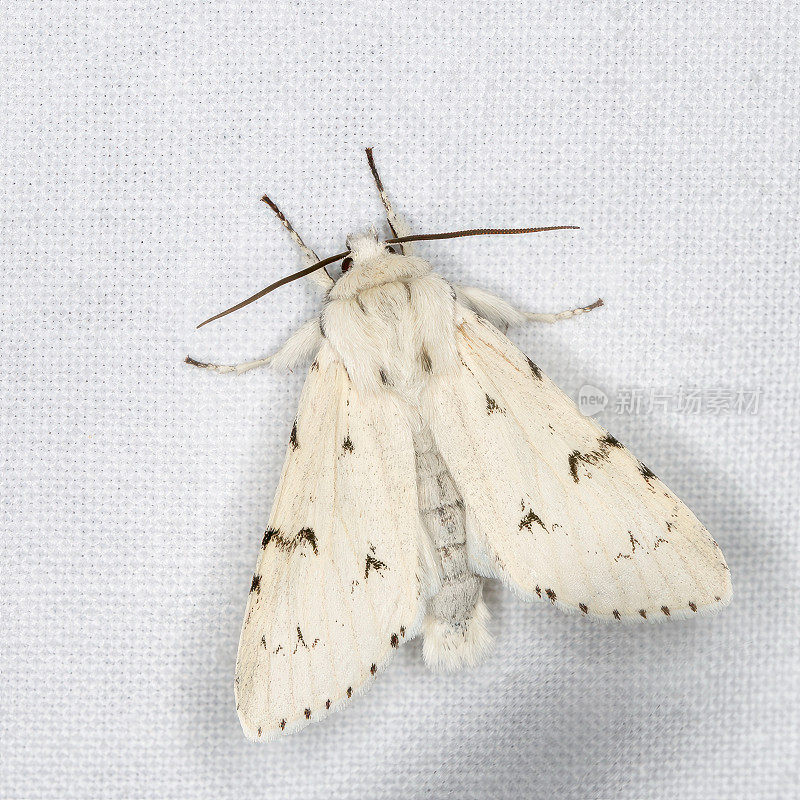 米勒蛾(Acronicta leporina)